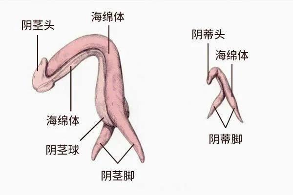 科普:传说中的G点真的存在吗