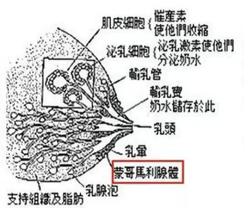 乳晕上的白色小点点，到底是什么东西