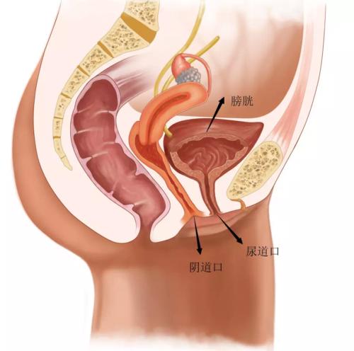 男人必知的7个女性生理知识