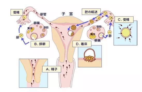 上环这件事，你了解多少？