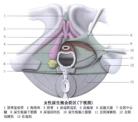 男女私处常见小疙瘩大详解