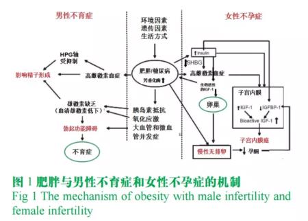 肥胖会导致阳痿影响丁丁发育