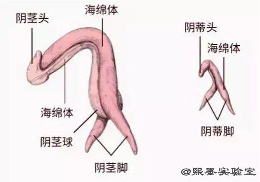 如何探索阴道高潮（一）阴道高潮的原理