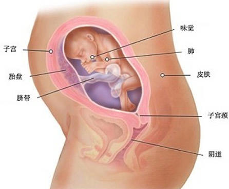 【怀孕23周】怀孕23周胎儿图，怀孕23周胎儿发育状况情况