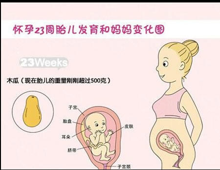 【怀孕23周】怀孕23周胎儿图，怀孕23周胎儿发育状况情况