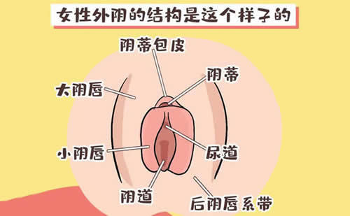 女性的隐秘部位图片 什么样子的示意图及结构解析