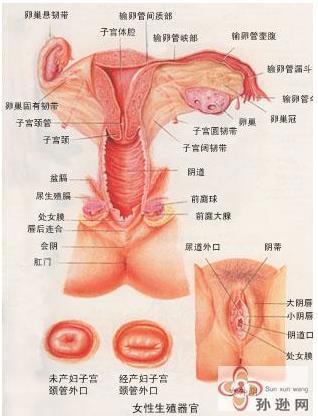 女性的隐秘部位图片 什么样子的示意图及结构解析