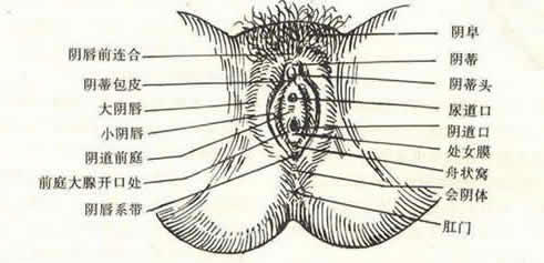 女性的隐秘部位图片 什么样子的示意图及结构解析