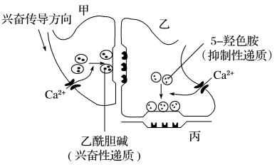 5羟色胺能治疗男性功能，附原理