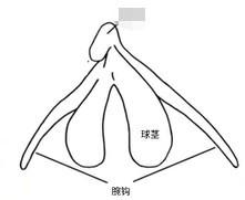 怎么判断是不是正确找到了C点位置