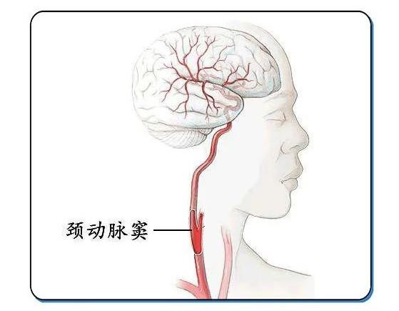 种草莓种什么部位安全图片