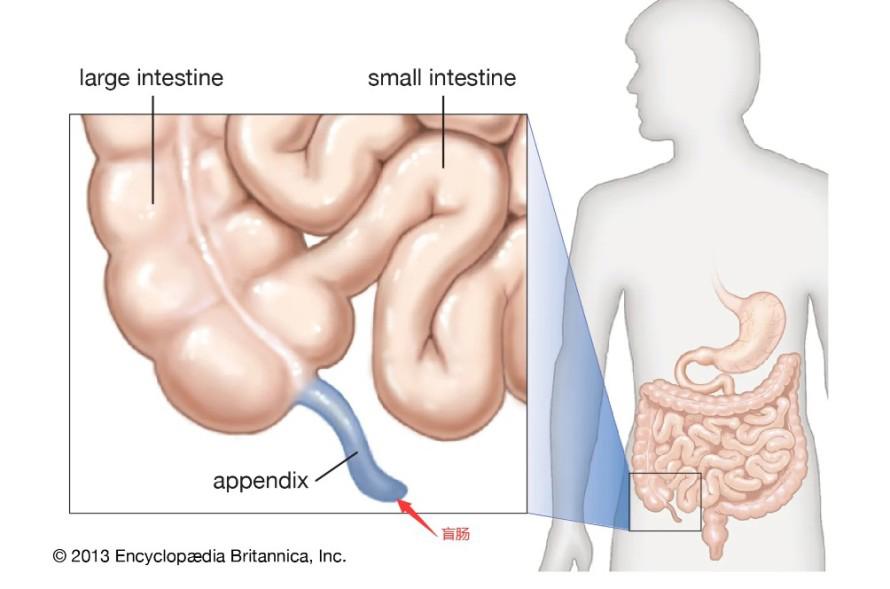 阑尾在哪里人体示意图