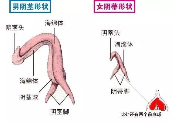 女性自我愉悦技巧，教你如何正确揉豆豆