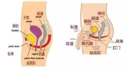 凯格尔运动是夹哪里