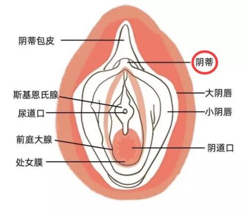 女的一直不gc咋回事