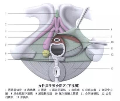 前列腺相当于女性的什么