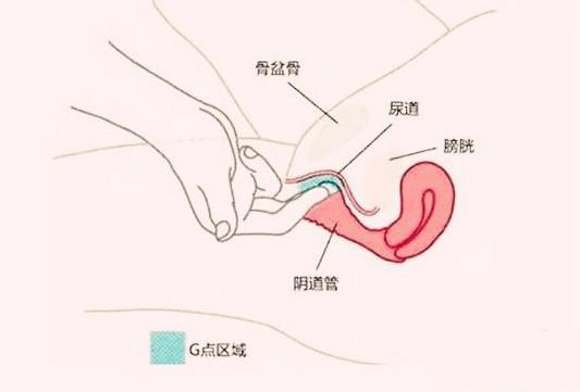 G点是什么意思