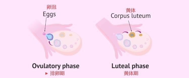 黄体在哪个位置