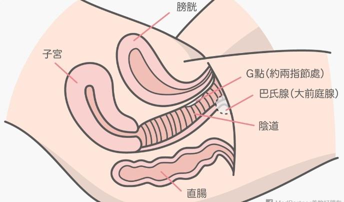 女性外部生殖结构详解（附示意图）