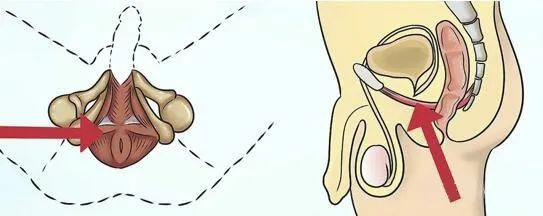 男性性功能锻炼的11个方法，凯格尔运动才是YYDS！