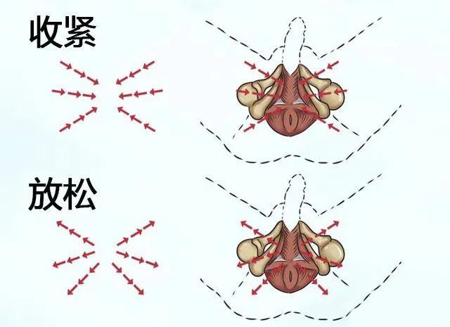 男性性功能锻炼的11个方法，凯格尔运动才是YYDS！